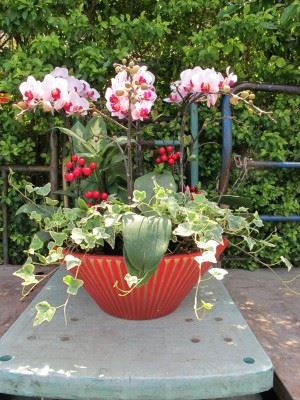蘭花