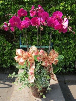 蘭花