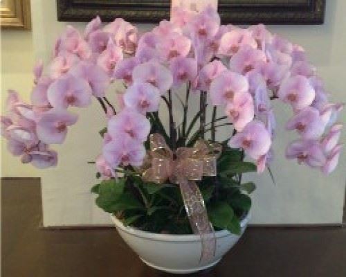 蘭花