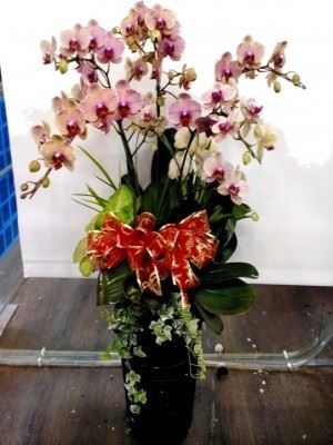蘭花