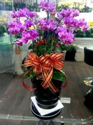 蘭花