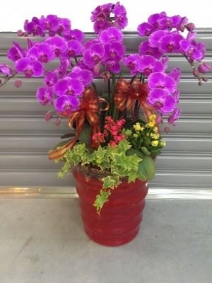 蘭花