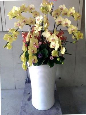 蘭花
