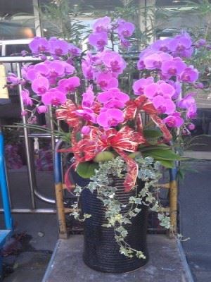 蘭花