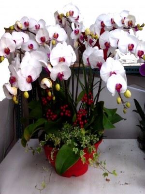 蘭花
