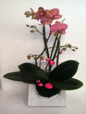 蘭花