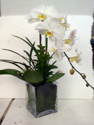蘭花
