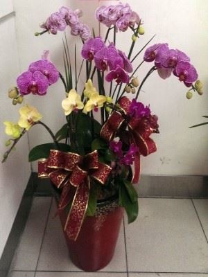 蘭花