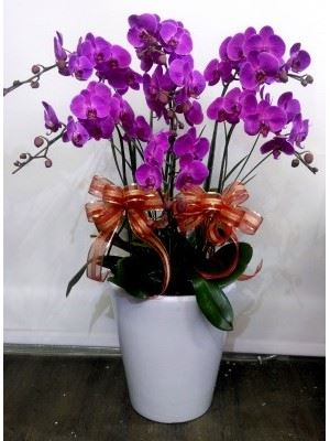 蘭花