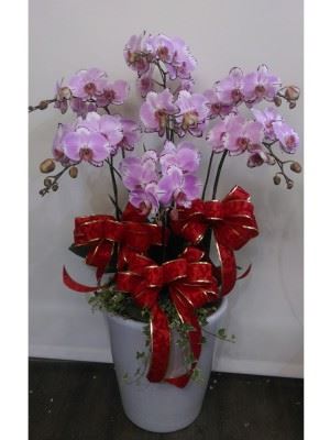 蘭花