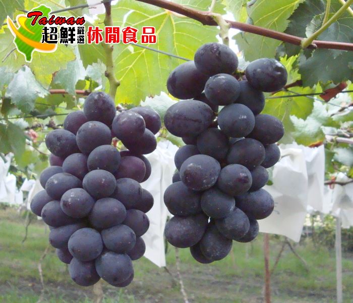 現採巨峰葡萄