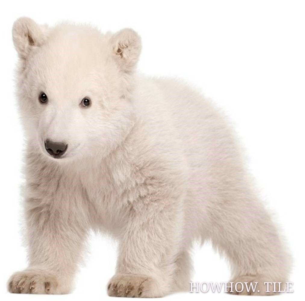 西班牙進口 動物園（20*20cm）*AD946