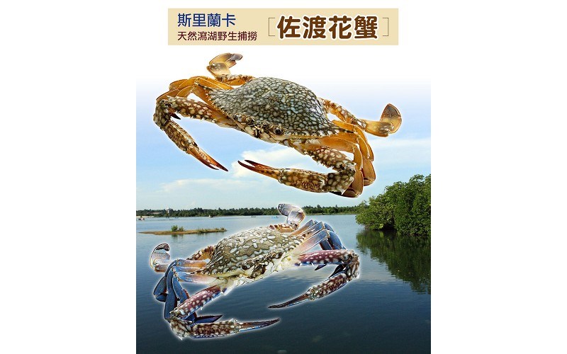 佐渡花蟹