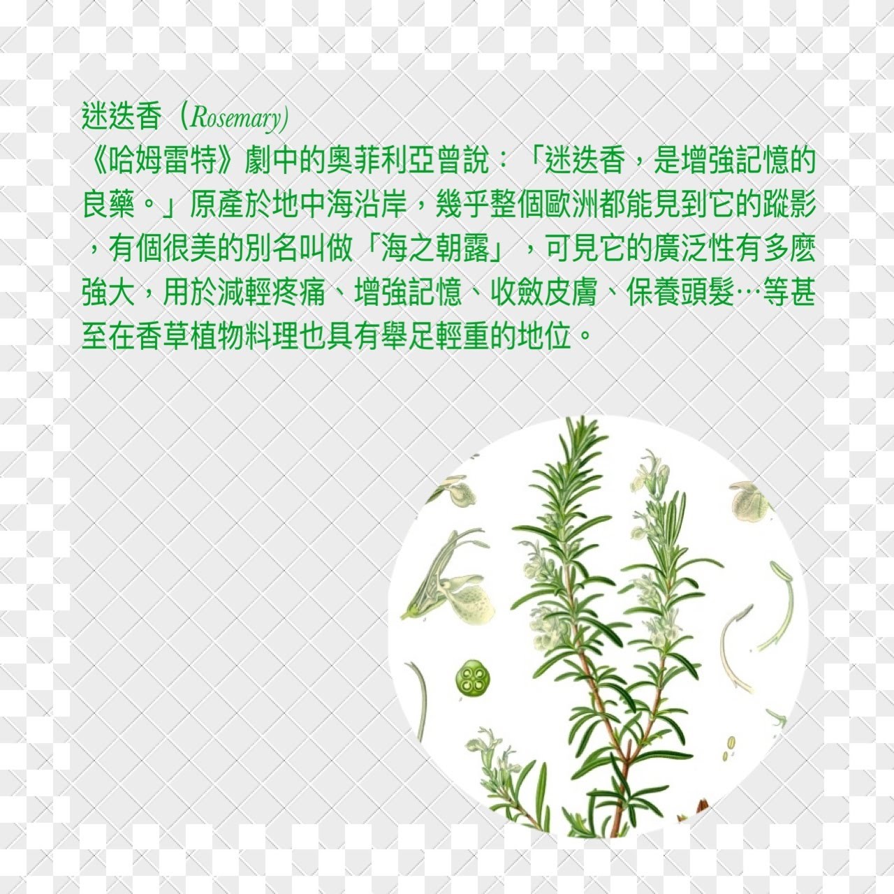 桂香玫瑰花朵茶包