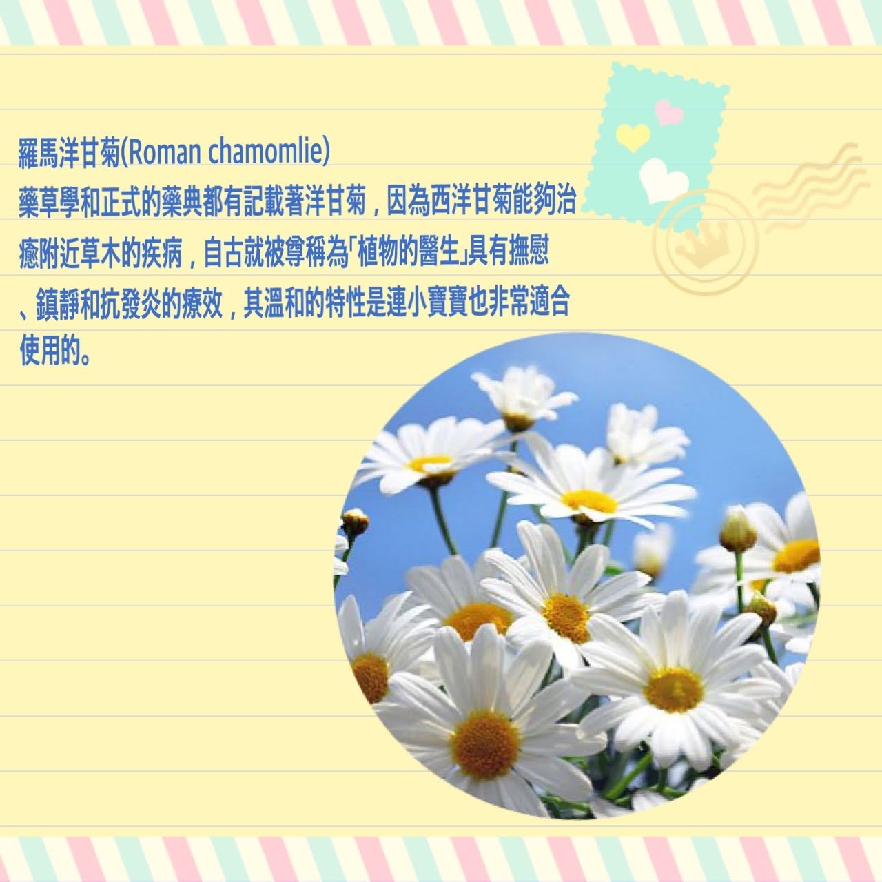 甘菊護眼舒緩茶包