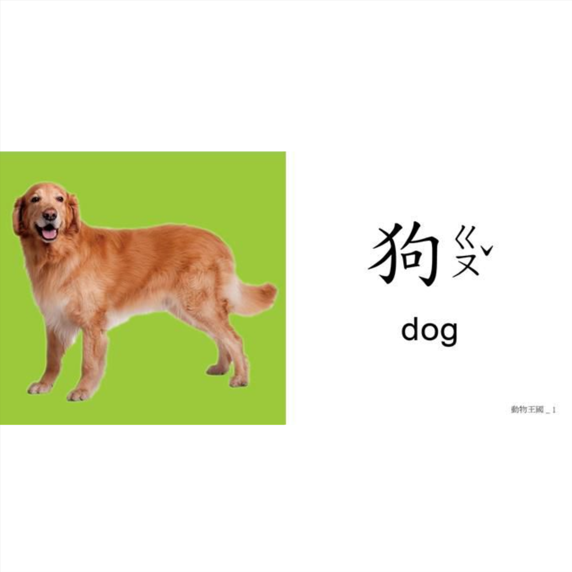 聰明認知大圖卡-動物王國 052-01181