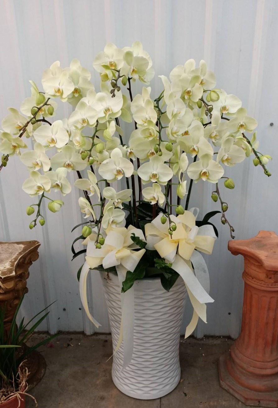 蘭花