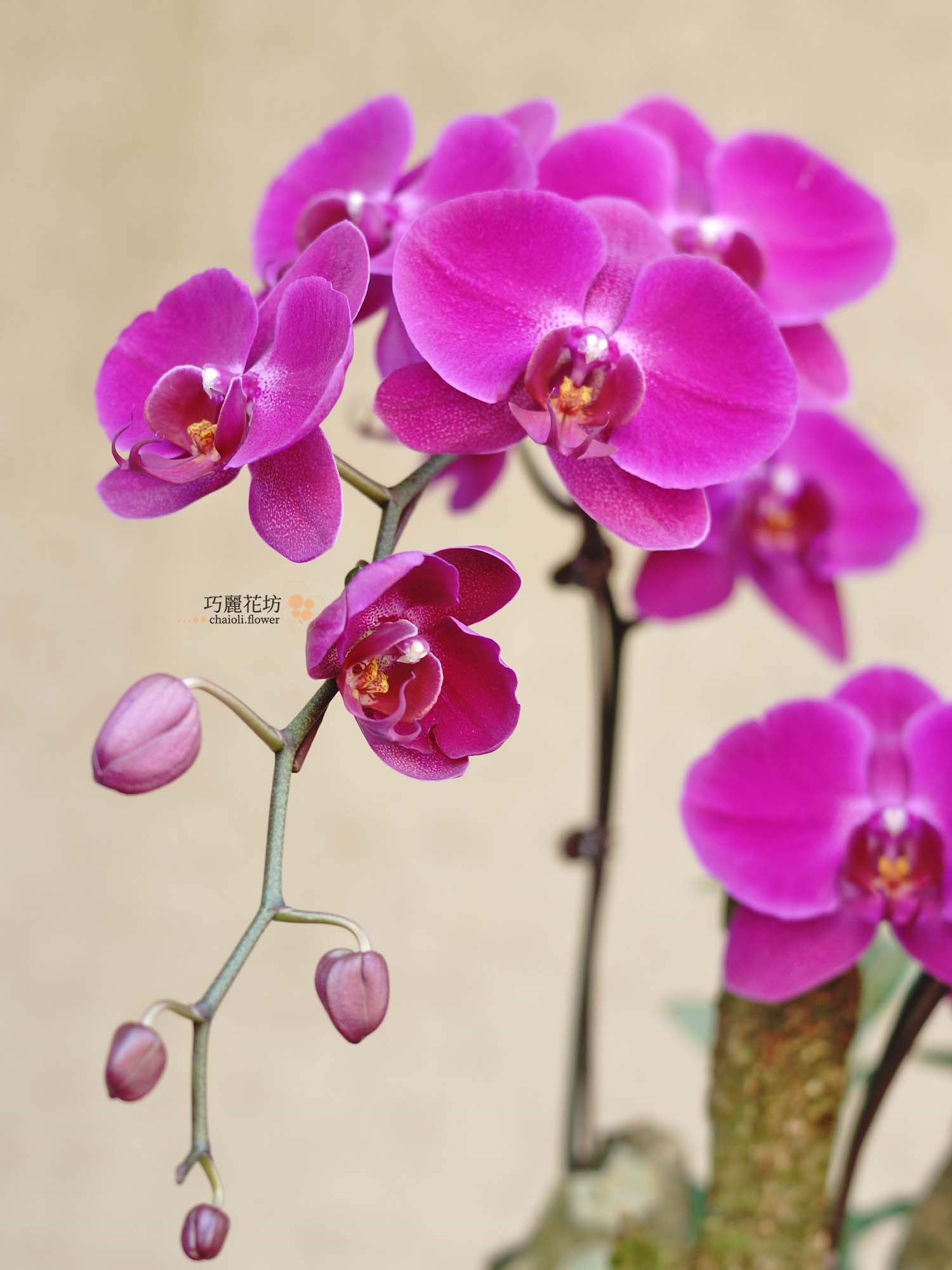 桃色蝴蝶蘭