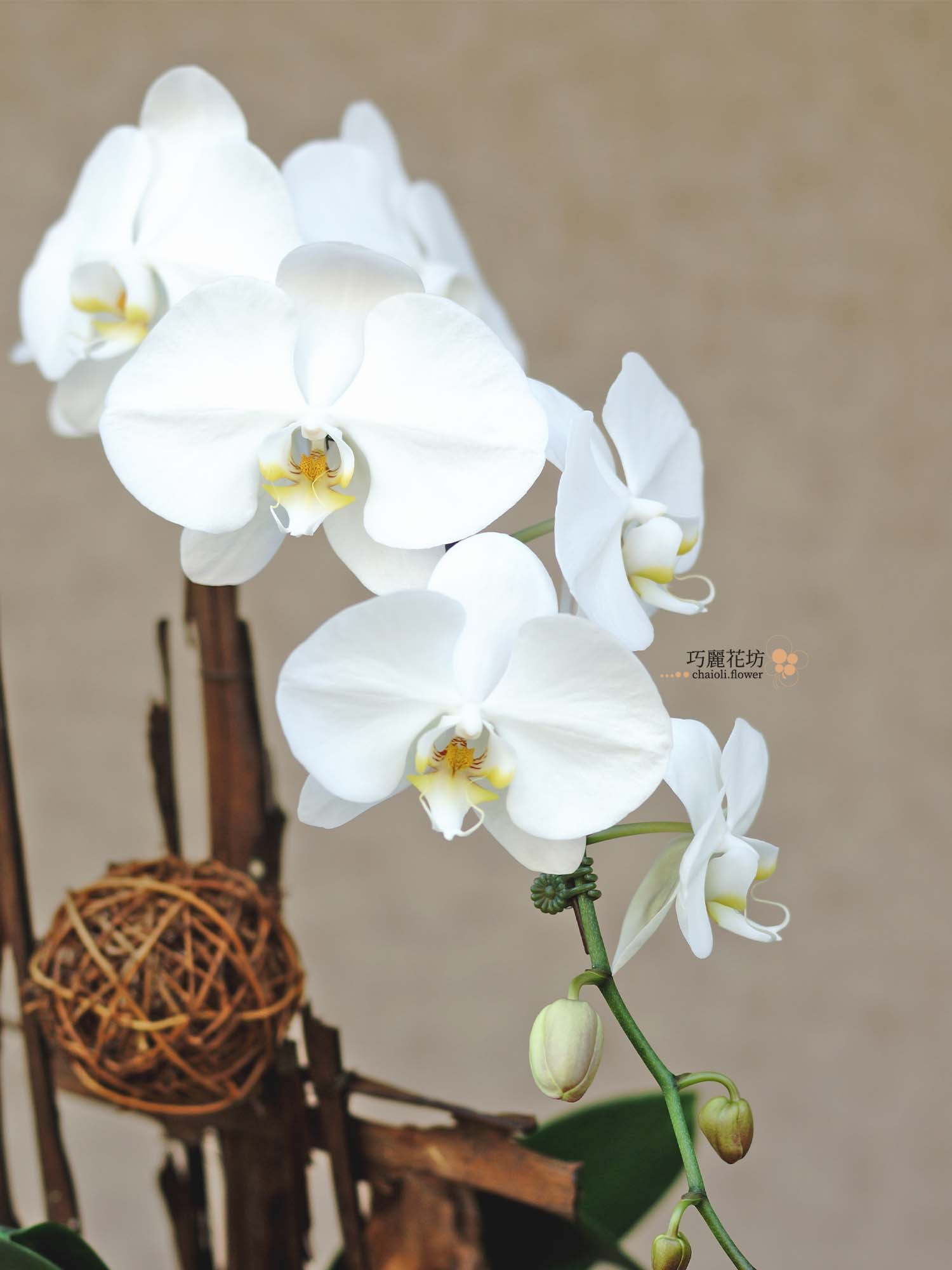 白花黃心蝴蝶蘭