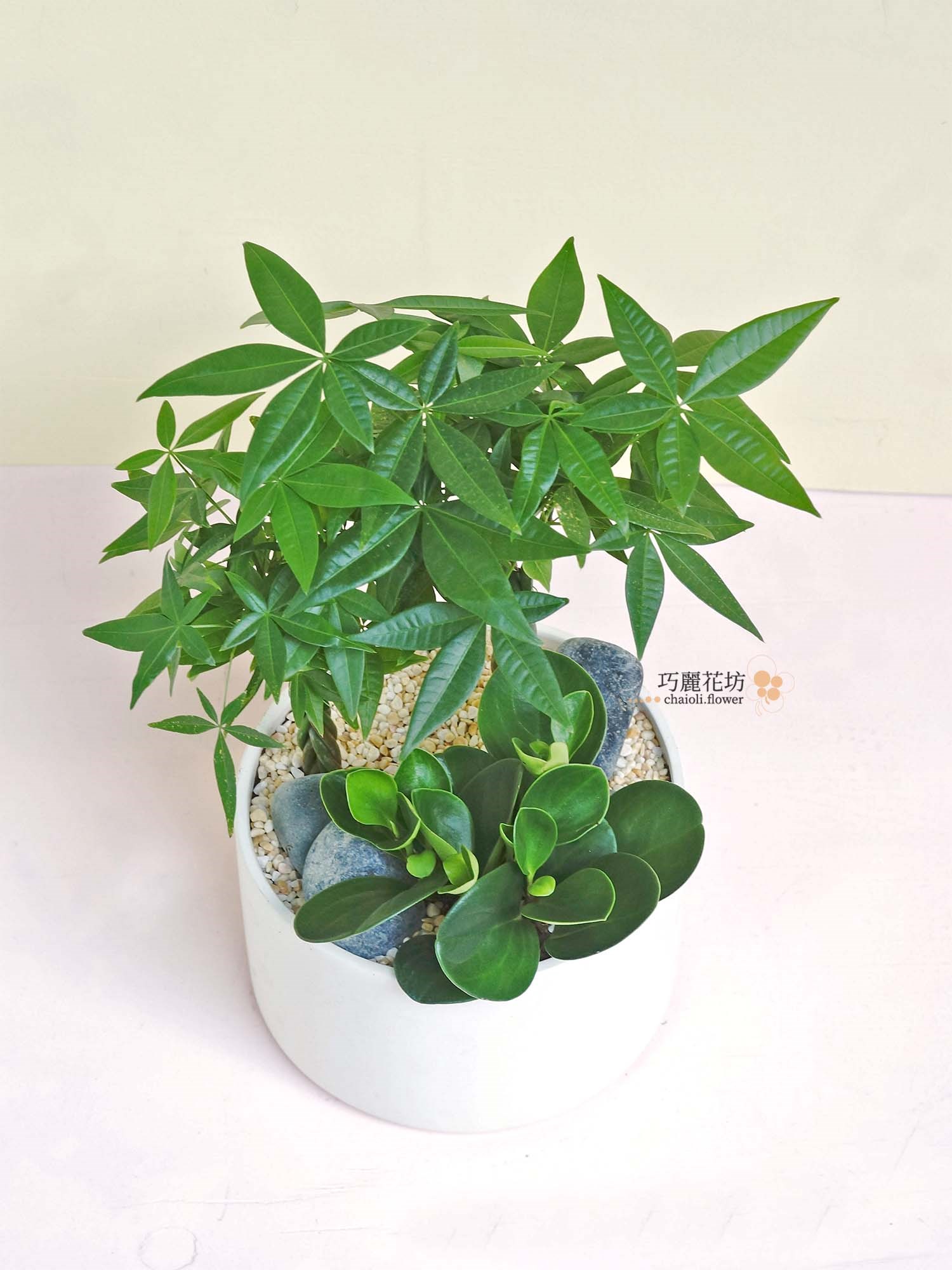 圓葉椒草