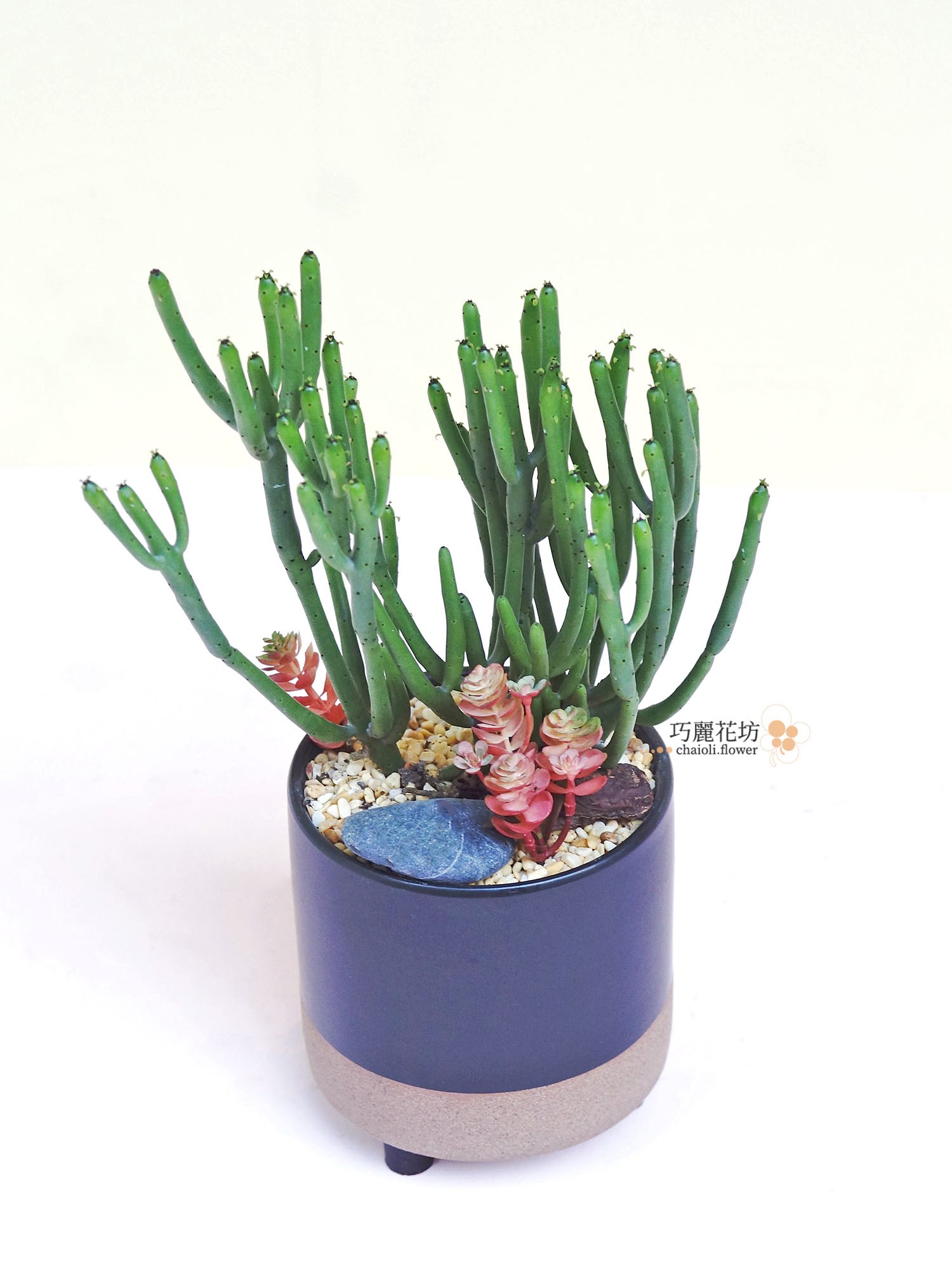 盆栽禮物