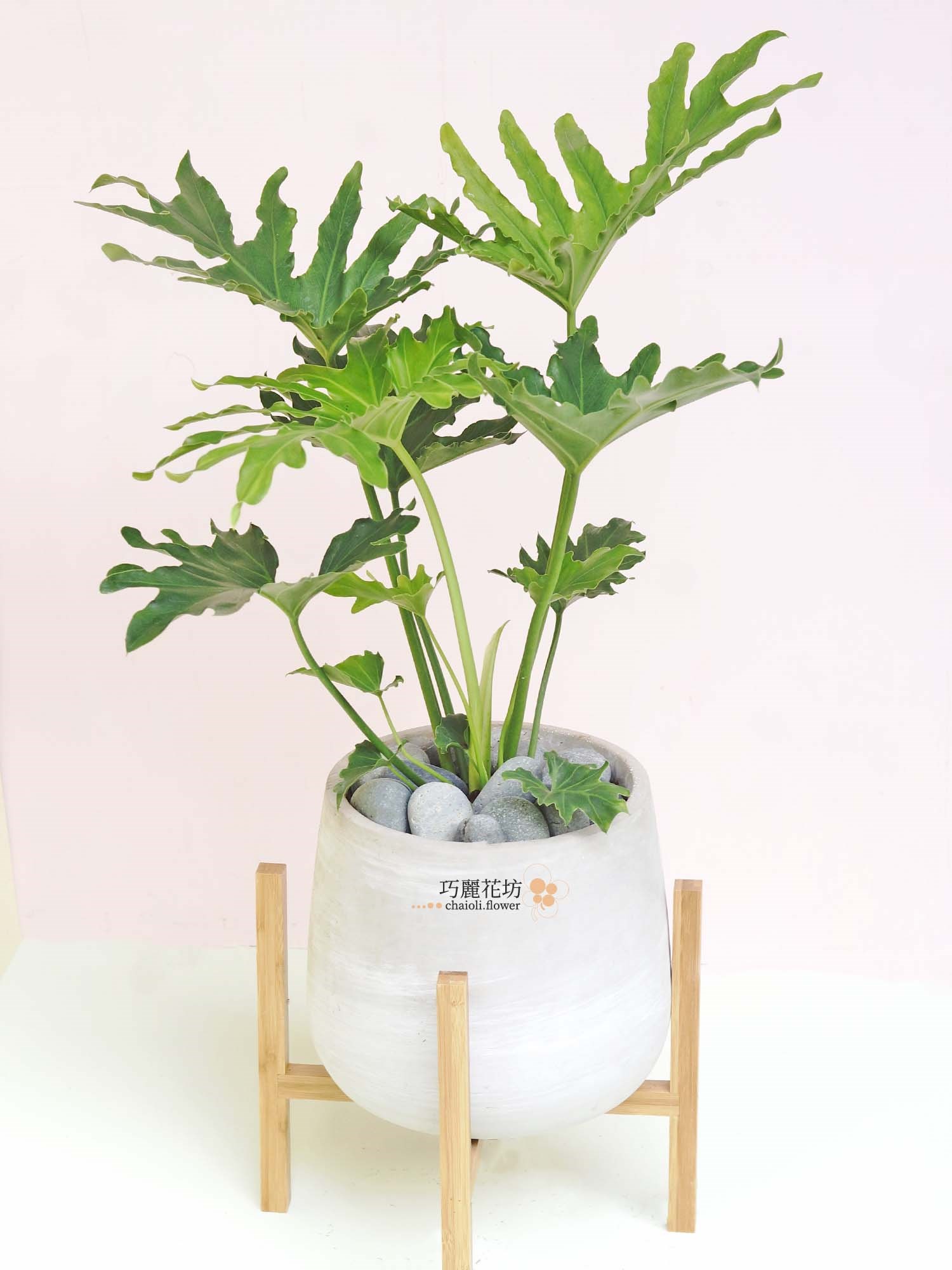 觀賞盆栽