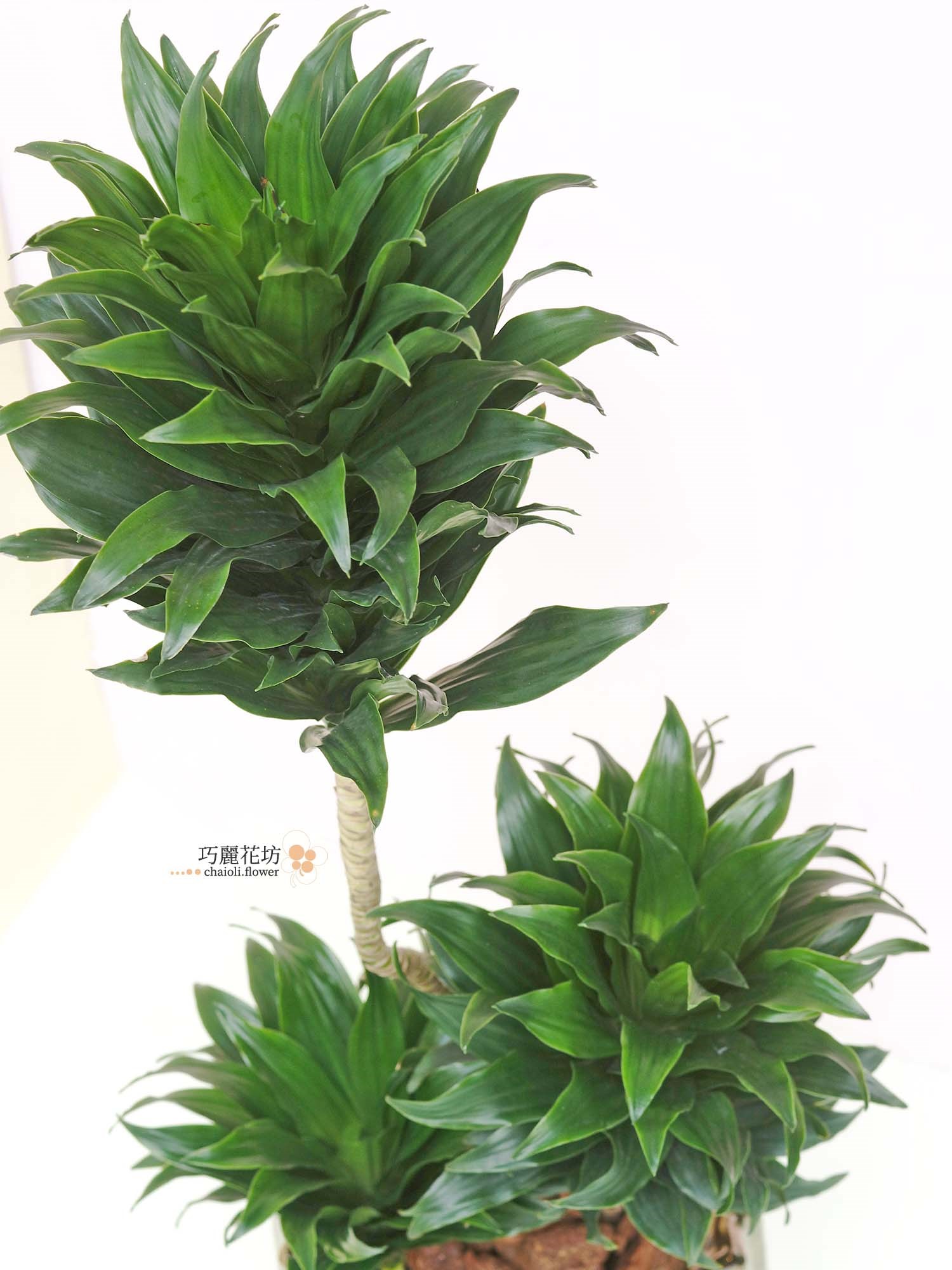 阿波羅千年木