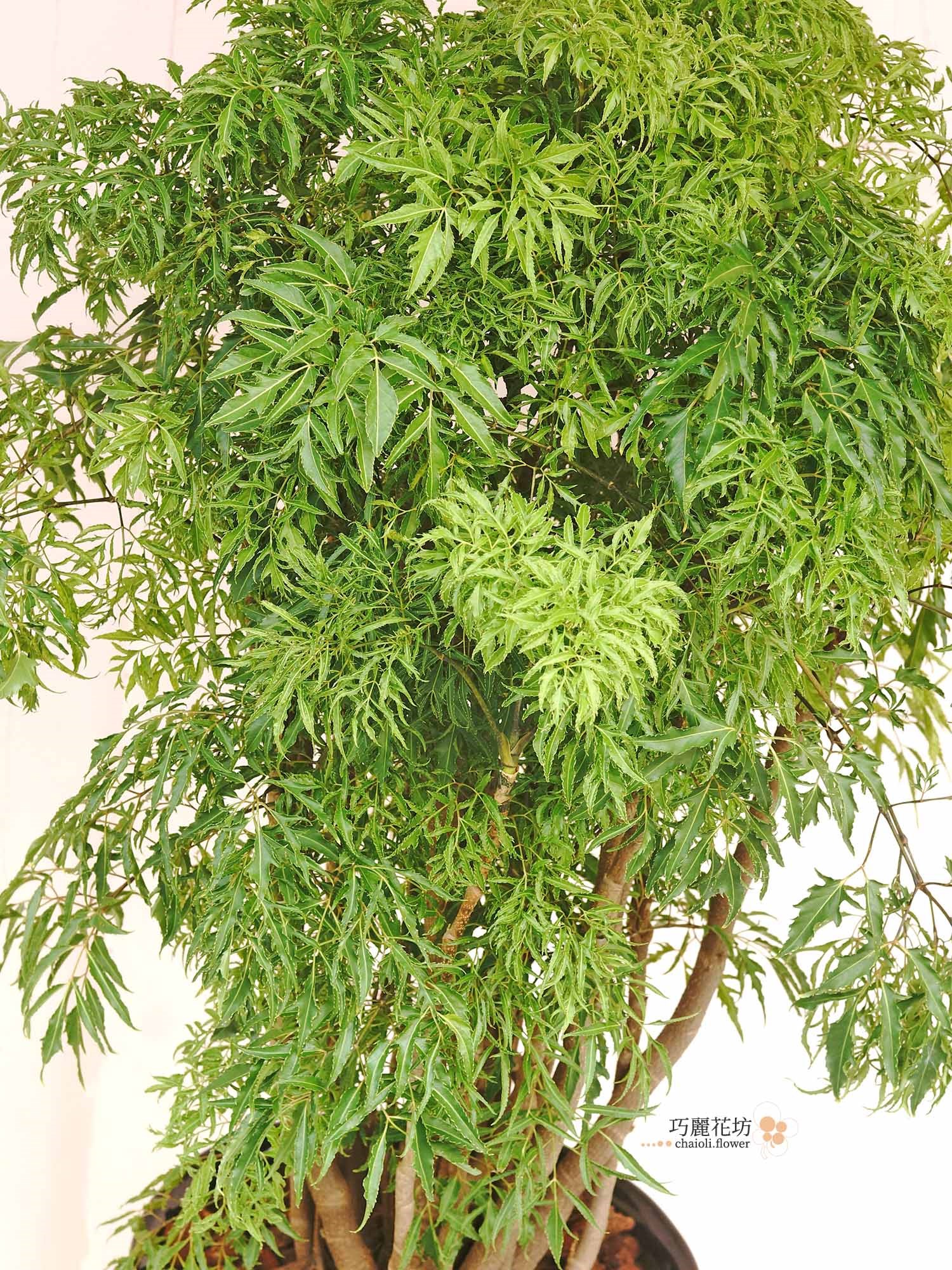 富貴樹