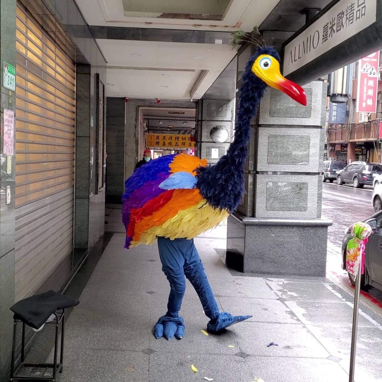 彩色鷸鳥【非租/純展示】