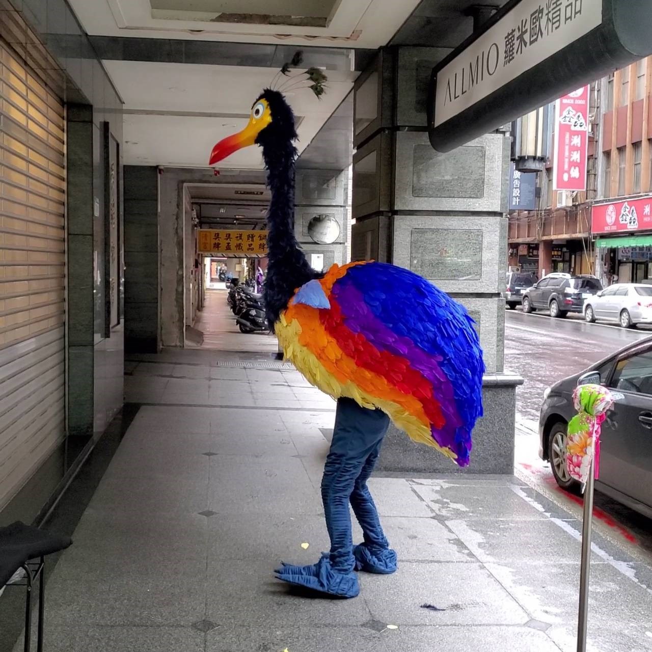 彩色鷸鳥【非租/純展示】