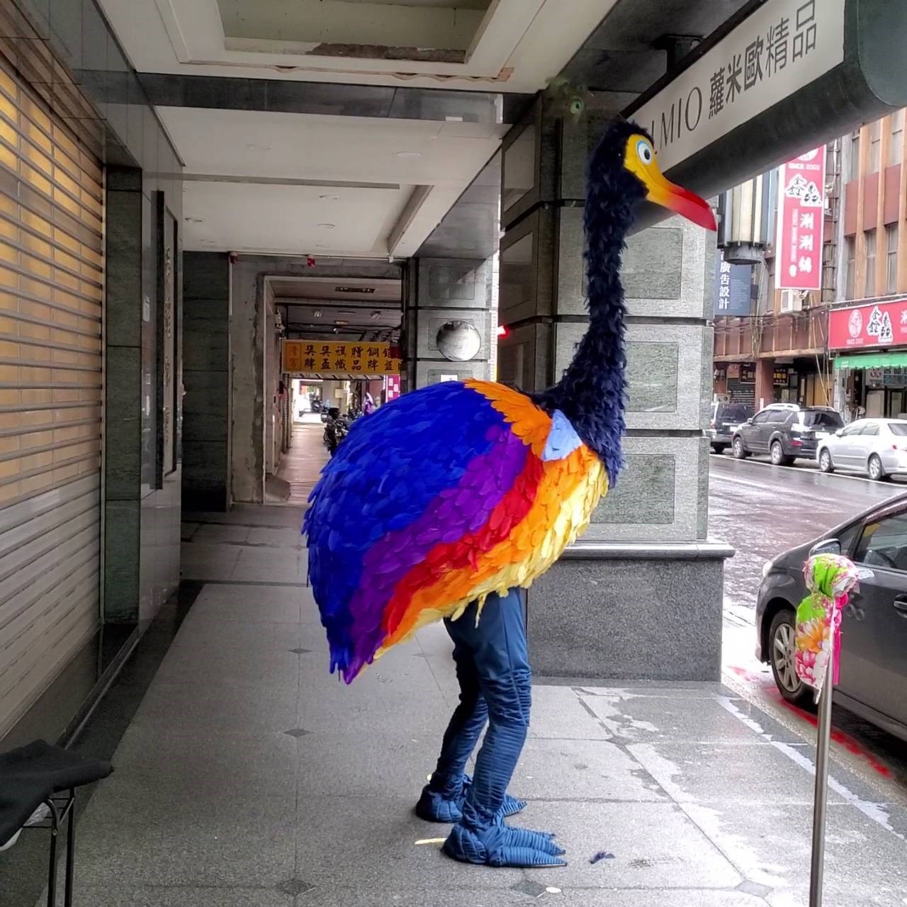 彩色鷸鳥【非租/純展示】