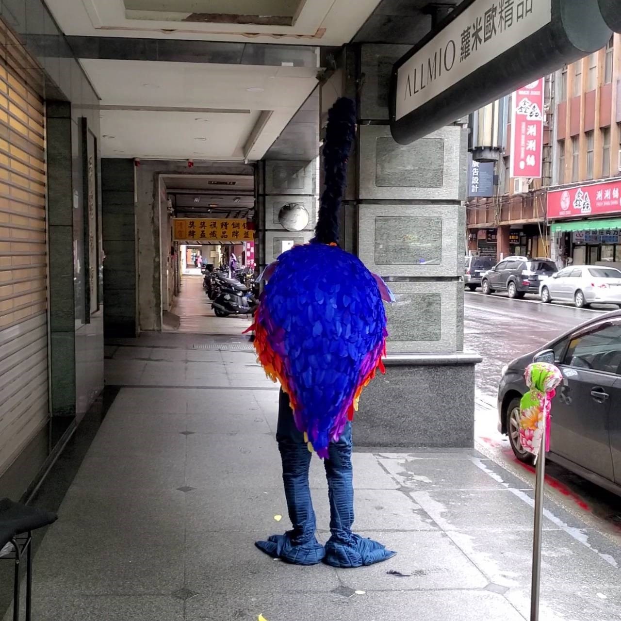 彩色鷸鳥【非租/純展示】