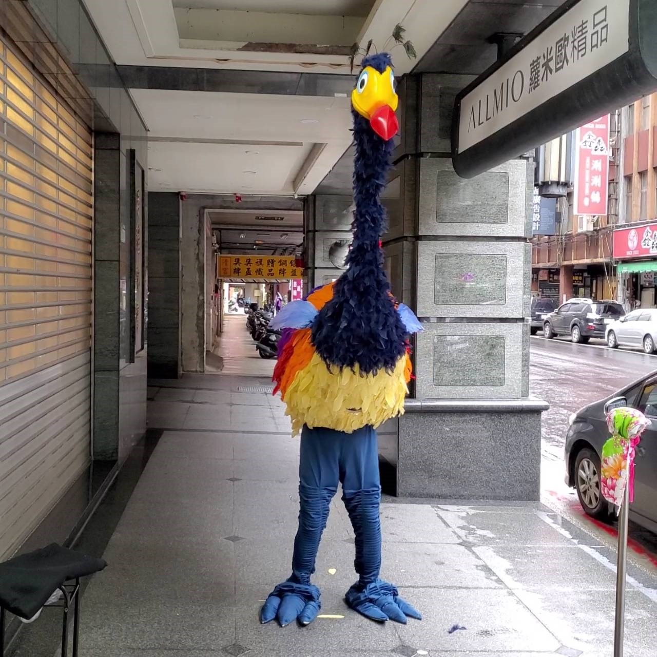 彩色鷸鳥【非租/純展示】