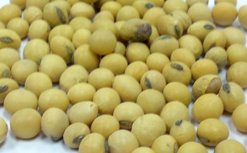 非基改黃豆，含有優質植物性蛋白質、大豆異黃酮、卵磷脂、膳食纖維、鈣、鐵與多種維生素。#黃豆功效#黃豆營養#黃豆蛋白質#黃豆豆漿#黃豆豆腐#黃豆料理#黃豆素食。台南、高雄、屏東皆可快速配送