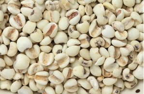 薏仁(薏苡仁,苡米,苡仁米)#五穀雜糧 薏仁【薏仁湯、薏仁牛奶、薏仁粥】#營養價值#養生薏仁。台南、高雄、屏東皆可快速配送