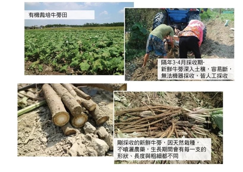 曼寧 瑪黛牛蒡茶40入 / 袋