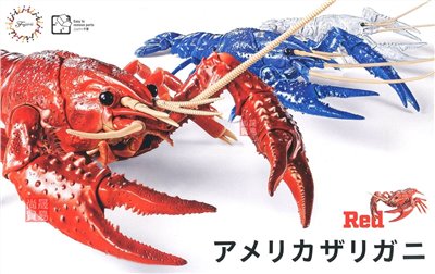 FUJIMI 美國螯蝦 紅色 富士美 自由研究24 生物編 組裝模型