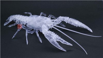 FUJIMI 美國螯蝦 透明色 富士美 自由研究24EX3 生物編 組裝模型