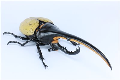 FUJIMI 赫克力士長戟大兜蟲 富士美 自由研究26EX1 生物編 組裝模型