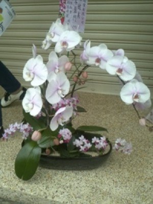 蘭花