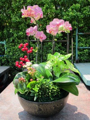 蘭花