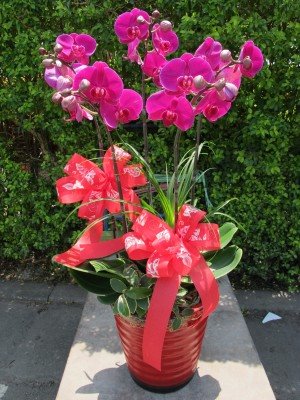 蘭花