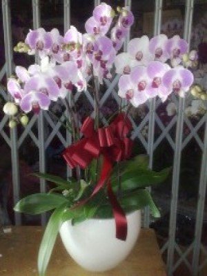 蘭花