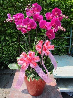 蘭花