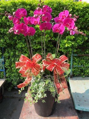 蘭花