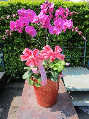 蘭花