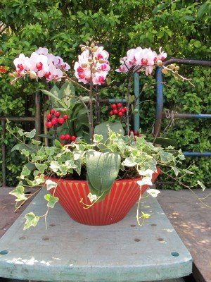 蘭花