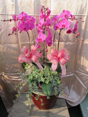 蘭花