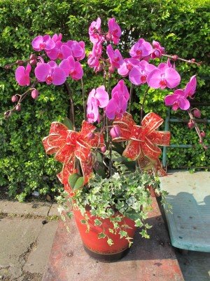蘭花