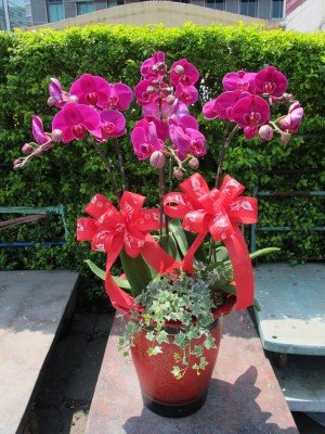 蘭花